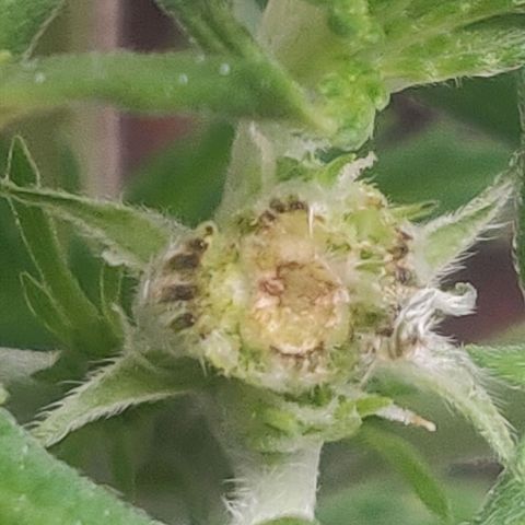 Pink Rozay Automatic (Done) growlog timeline photo