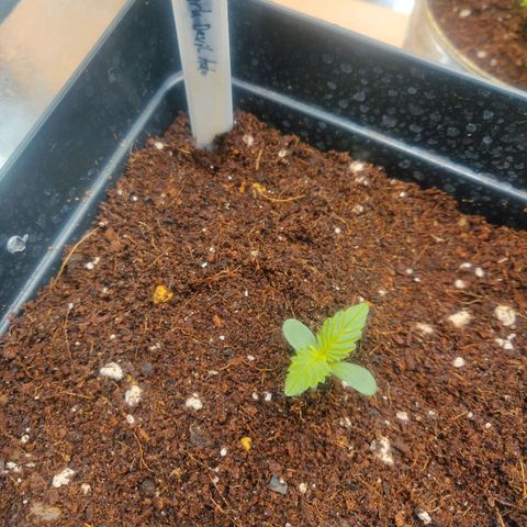 Dark Devil Auto (Done) growlog timeline photo