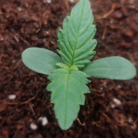 Dark Devil Auto (Done) growlog timeline photo