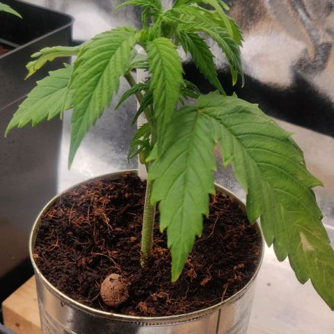 Pink Rozay Automatic (Done) growlog timeline photo