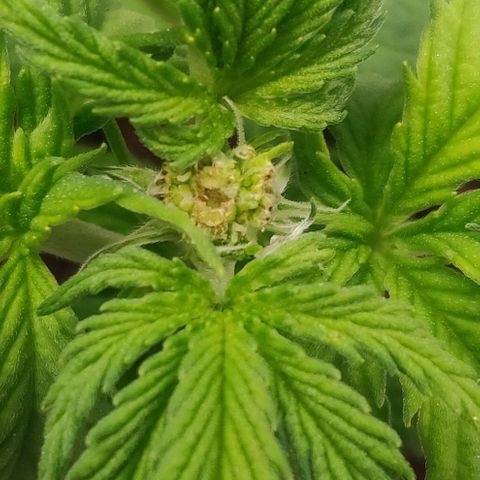 Pink Rozay Automatic (Done) growlog timeline photo