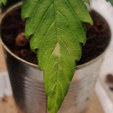 Pink Rozay Automatic (Done) growlog timeline photo