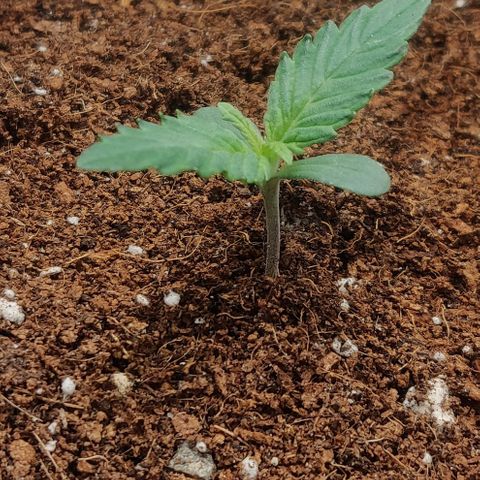 Dark Devil Auto (Done) growlog timeline photo