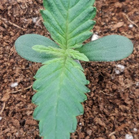 Dark Devil Auto (Done) growlog timeline photo