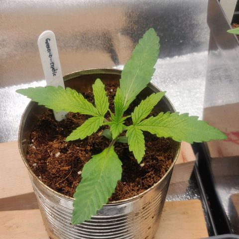 Green-O-Matic (Done) growlog timeline photo