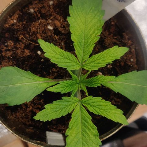Green-O-Matic (Done) growlog timeline photo