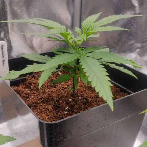 Amnesia Haze (Done) growlog timeline photo