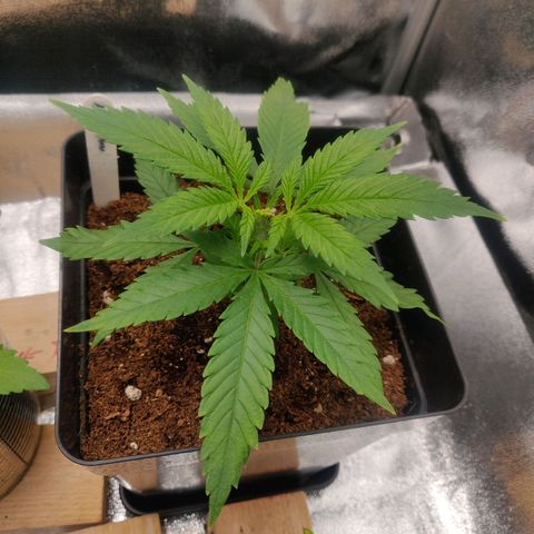 Amnesia Haze (Done) growlog timeline photo