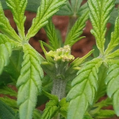 Amnesia Haze (Done) growlog timeline photo