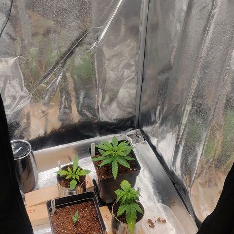 Dark Devil Auto (Done) growlog timeline photo