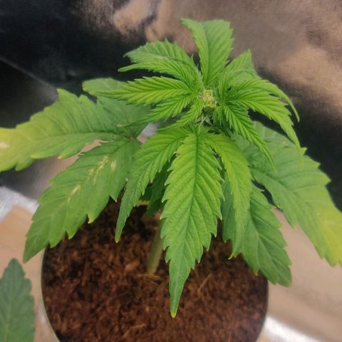 Pink Rozay Automatic (Done) growlog timeline photo
