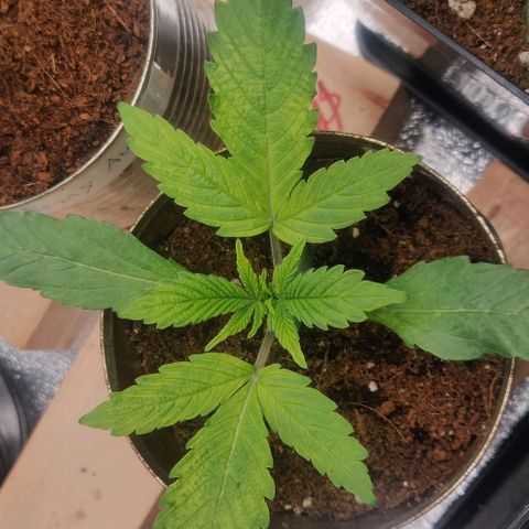 Green-O-Matic (Done) growlog timeline photo