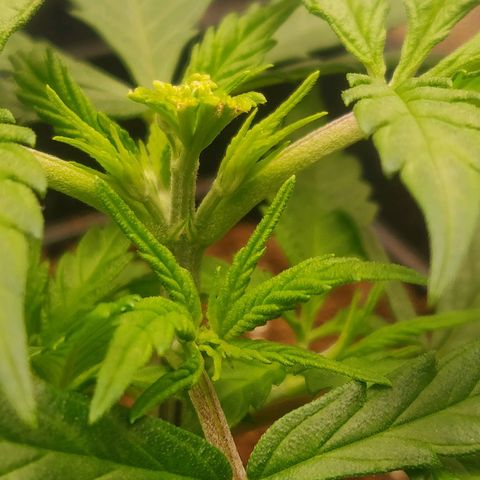 Amnesia Haze (Done) growlog timeline photo
