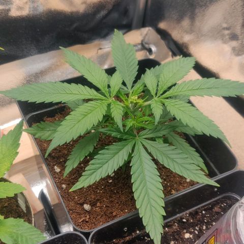 Amnesia Haze (Done) growlog timeline photo