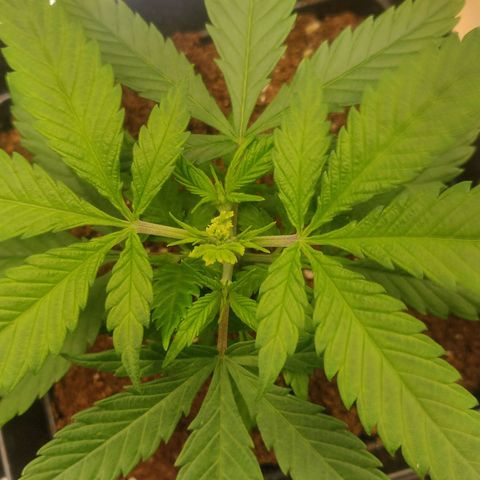 Amnesia Haze (Done) growlog timeline photo