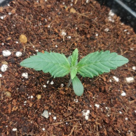 Dark Devil Auto (Done) growlog timeline photo