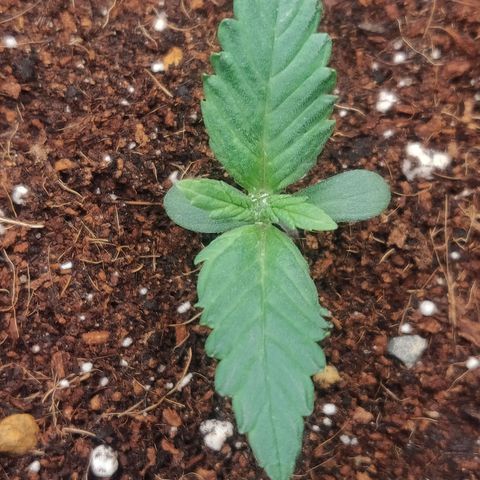 Dark Devil Auto (Done) growlog timeline photo