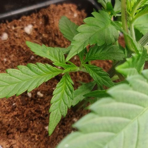 Amnesia Haze (Done) growlog timeline photo