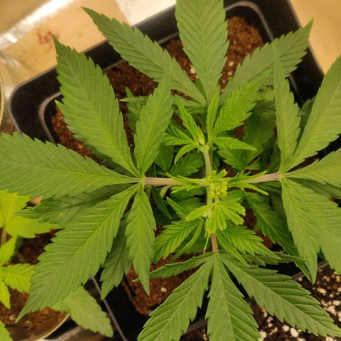 Amnesia Haze (Done) growlog timeline photo