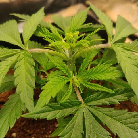 Amnesia Haze (Done) growlog timeline photo