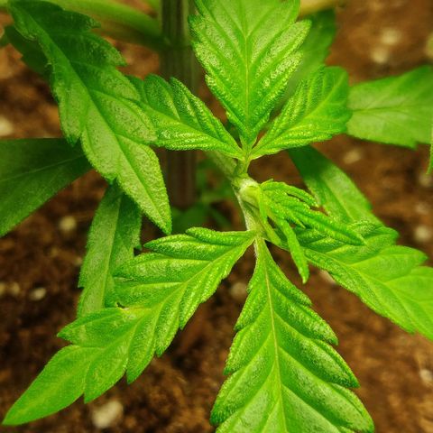 Amnesia Haze (Done) growlog timeline photo