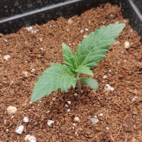 Dark Devil Auto (Done) growlog timeline photo