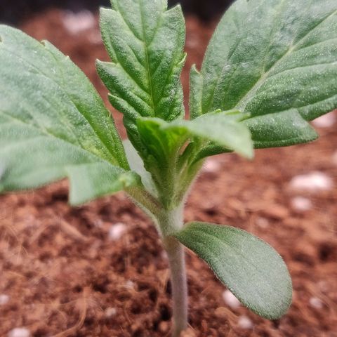 Dark Devil Auto (Done) growlog timeline photo
