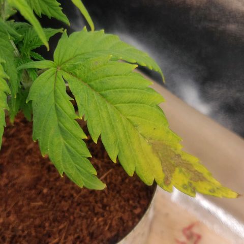 Pink Rozay Automatic (Done) growlog timeline photo