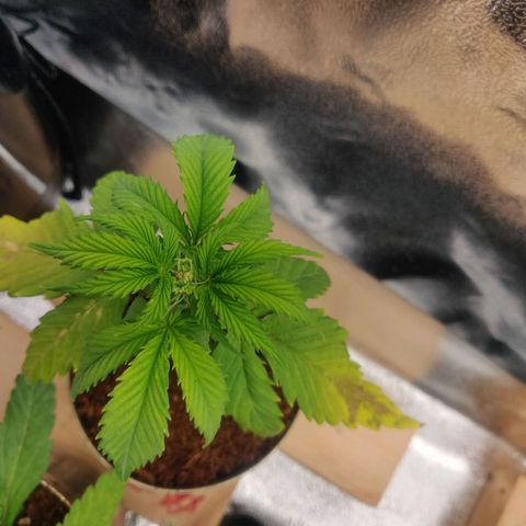 Pink Rozay Automatic (Done) growlog timeline photo