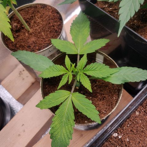 Green-O-Matic (Done) growlog timeline photo