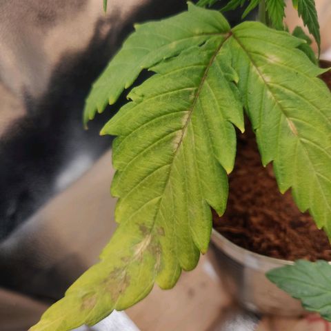 Pink Rozay Automatic (Done) growlog timeline photo