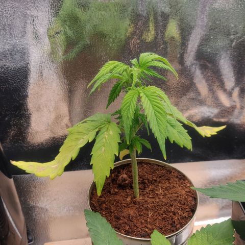 Pink Rozay Automatic (Done) growlog timeline photo
