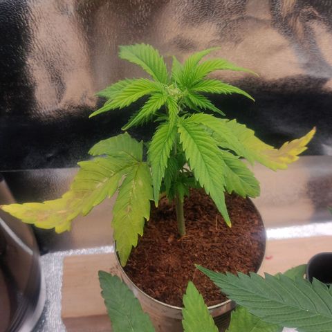Pink Rozay Automatic (Done) growlog timeline photo