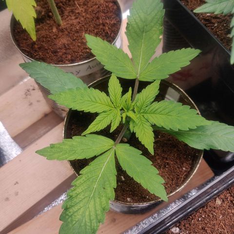 Green-O-Matic (Done) growlog timeline photo