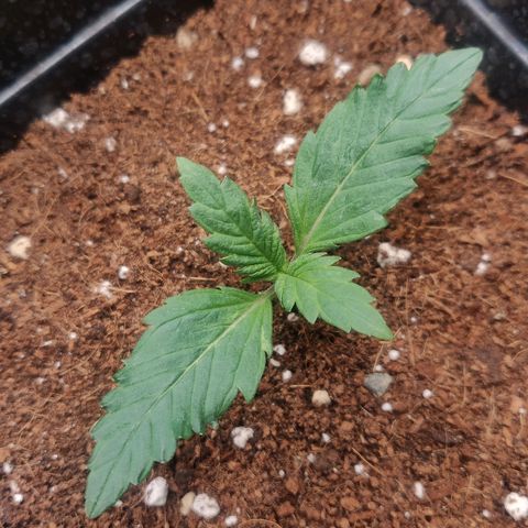 Dark Devil Auto (Done) growlog timeline photo