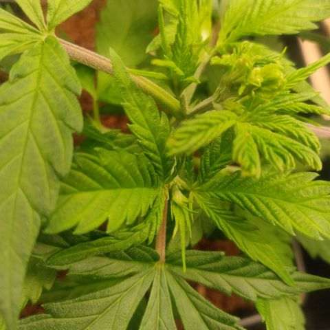 Amnesia Haze (Done) growlog timeline photo