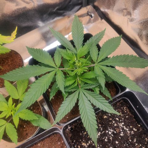 Amnesia Haze (Done) growlog timeline photo