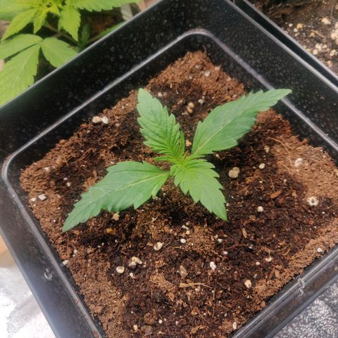 Dark Devil Auto (Done) growlog timeline photo