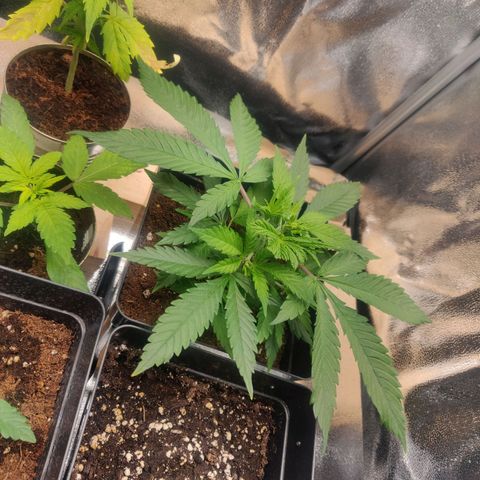 Amnesia Haze (Done) growlog photo: Große fanleaves abgeschnitten, für die unteren Zweige 