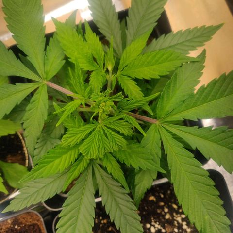 Amnesia Haze (Done) growlog photo: Große fanleaves abgeschnitten, für die unteren Zweige 