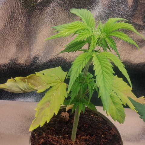 Pink Rozay Automatic (Done) growlog photo: Sieht gar nicht gut aus, und fängt schon an zu bluhen, muss bald raus
