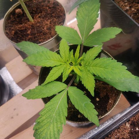 Green-O-Matic (Done) growlog timeline photo