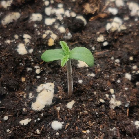Blue Dream Matic (Done) growlog timeline photo