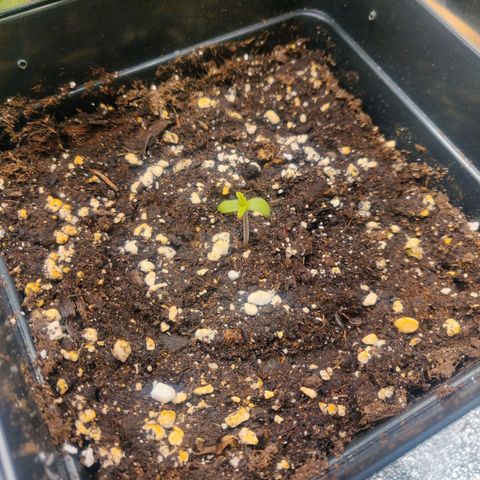 Blue Dream Matic (Done) growlog timeline photo