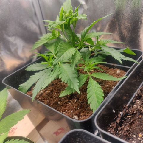Amnesia Haze (Done) growlog photo: Nach dem Trimming