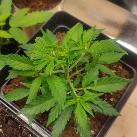 Amnesia Haze (Done) growlog photo: Nach dem Trimming