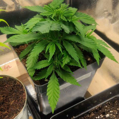 Amnesia Haze (Done) growlog timeline photo
