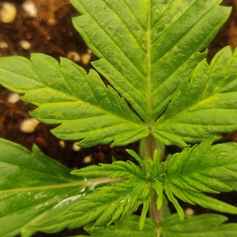 Dark Devil Auto (Done) growlog timeline photo