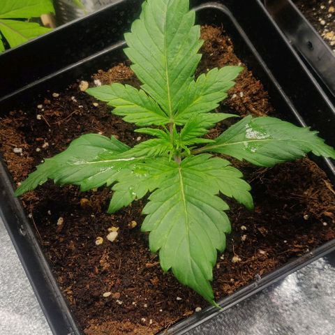 Dark Devil Auto (Done) growlog timeline photo