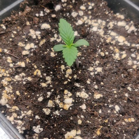 Blue Dream Matic (Done) growlog timeline photo